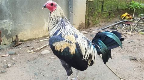 talisay manok
